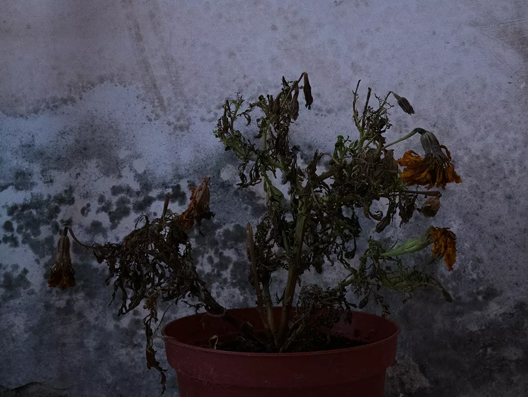 A withered plant and a moldy wall